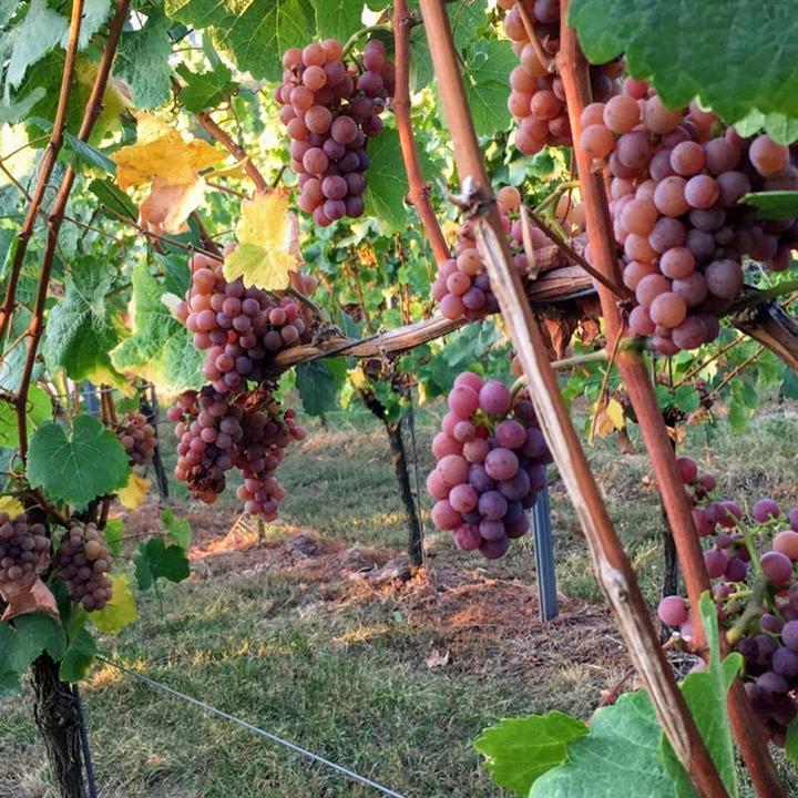 Weinstube in der Schmiede